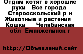 Отдам котят в хорошие руки - Все города, Старооскольский р-н Животные и растения » Кошки   . Челябинская обл.,Еманжелинск г.